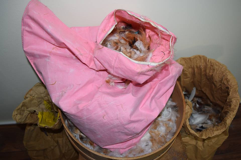 17201170_1838384306427103_4214758545348944088_n