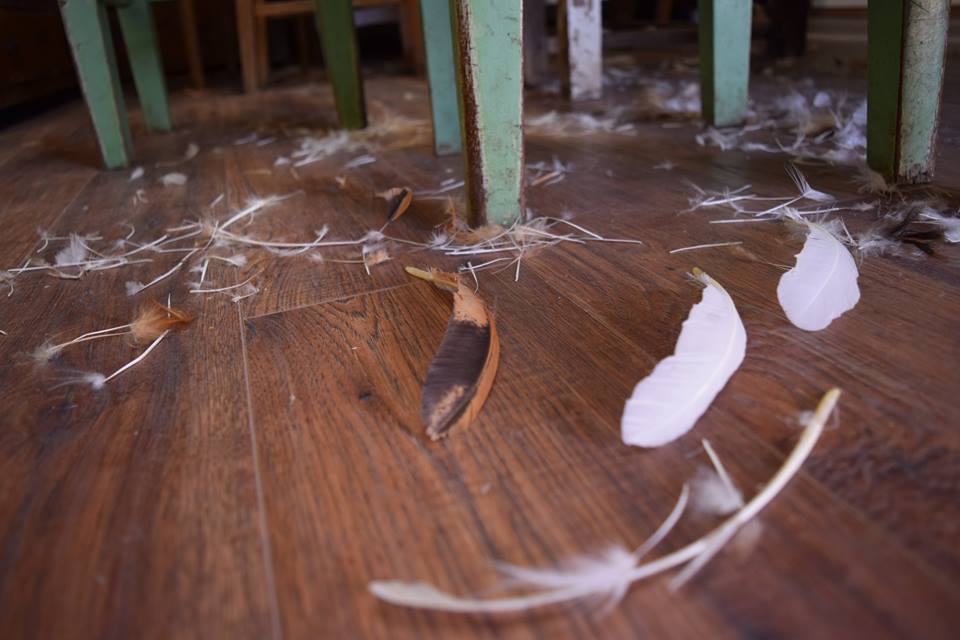 17201344_1838384303093770_1205943159368041681_n